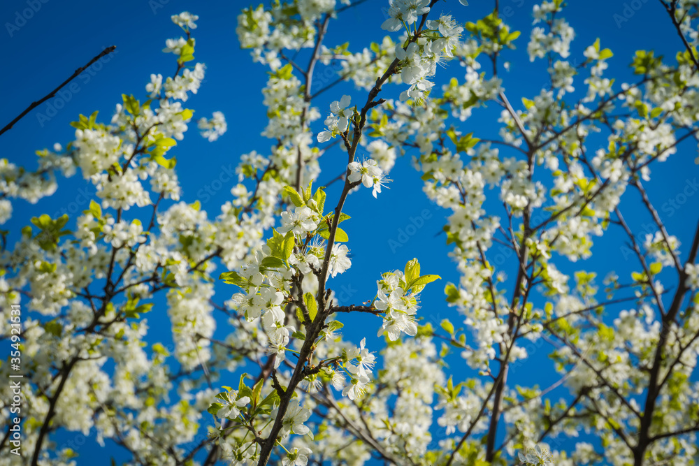 White cherry blossom over blue sky