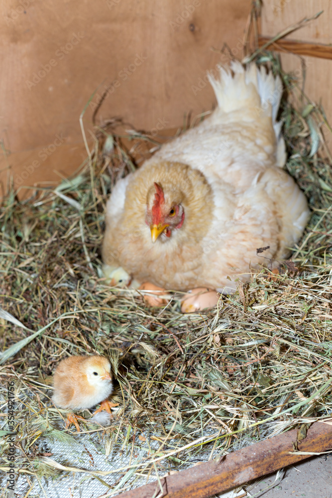 A chicken lies in its nest with eggs. A chicken lies in its nest with eggs.