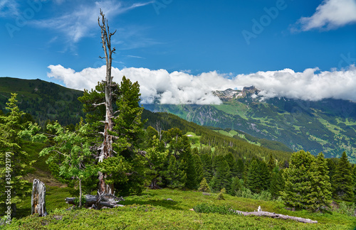 Swiss Alps landscape with meadow, snowy mountains and green nature. Taken in Grindelwald mountains, Mannlichen - Alpiglen Trail, Switzerland. photo
