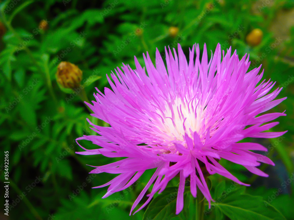 Obraz premium Cornflower garden perennial