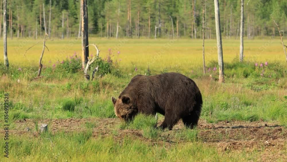 Brown bear (Ursus arctos) in wild nature is a bear that is found across much of northern Eurasia and North America. In North America, the populations of brown bears are often called grizzly bears. Brown bear (Ursus arctos) in wild nature is a bear that is found across much of northern Eurasia and North America. In North America, the populations of brown bears are often called grizzly bears.