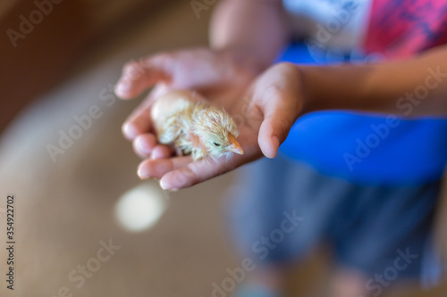 the boy holds in his hands a newly born chicken