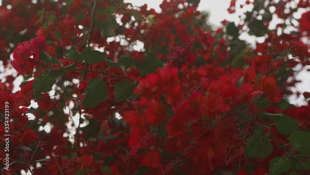 Close up shot of a blooming vivid red leaves int the garden (60 fps) Close up shot of a blooming vivid red leaves int the garden (60 fps)