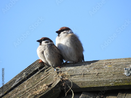 ptak wróbel mazurek zasiedlajacy obrzeza wsi kolo miasta lomża na podlasiu w polsce