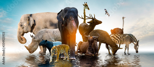 Photography Wildlife Conservation Day Wild animals to the home