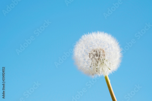 sweet and delicate image of a dandelion flower