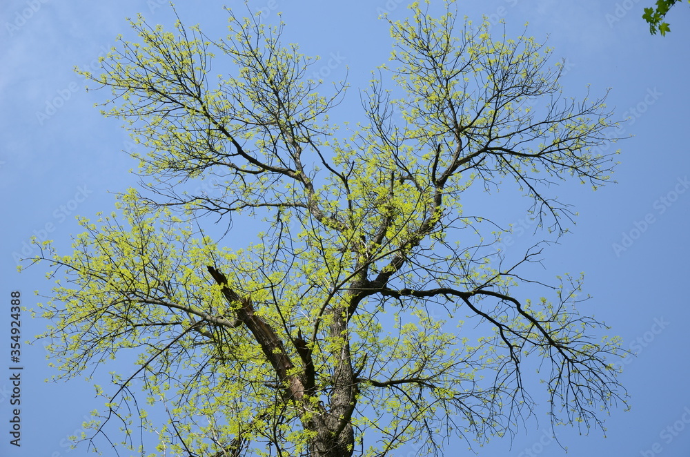 tree branches against blue sky