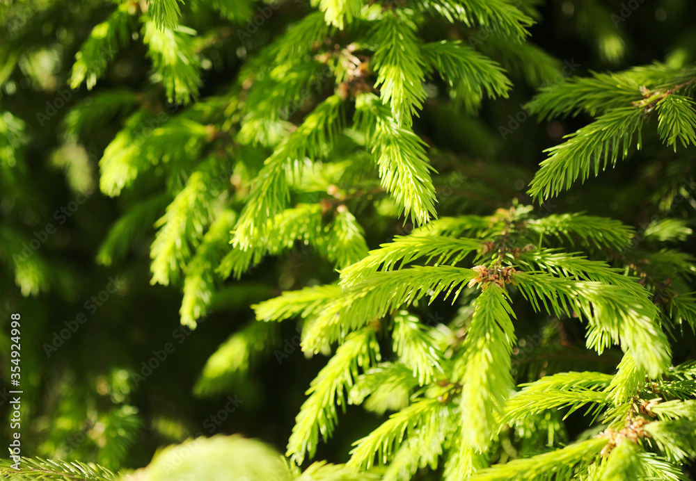 green prickly branches of a fur-tree or pine green prickly branches of a fur-tree or pine