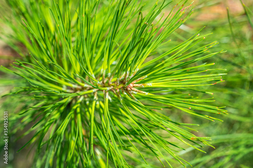 close up detail of pine tree