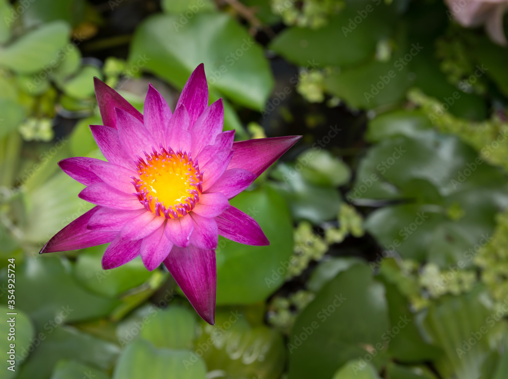 Purple lotus flower and beautiful yellow pollen Purple lotus flower and beautiful yellow pollen