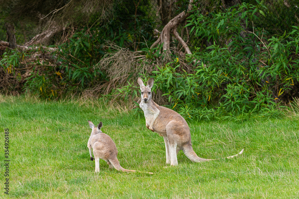 Red Kangaroo Red Kangaroo