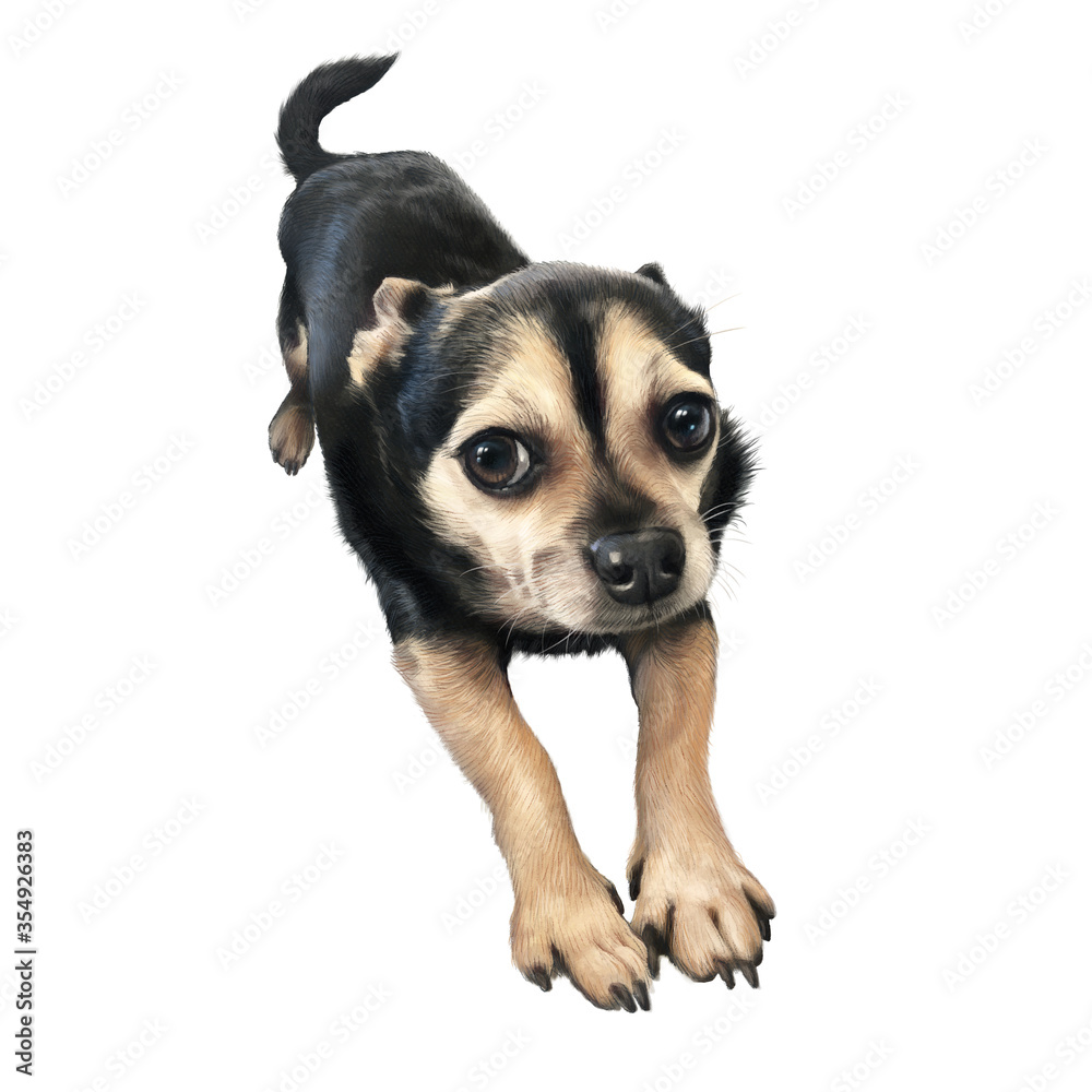 Small domestic dog isolated on white background. Cute puppy. Black toy terrier. Hand painted illustration of Pet. Animal art collection: Dogs. Good for print T-shirt, pillow. Art background for design