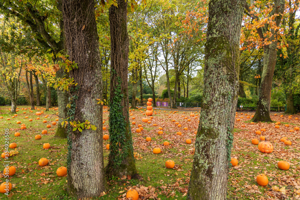Pumpkins on a lorry, autumn view, UK Pumpkins on a lorry, autumn view, UK