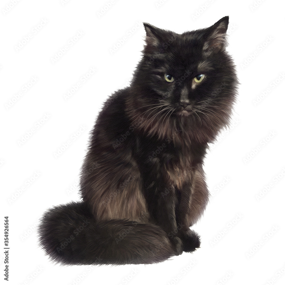 Fluffy black cat isolated on white background. Realistic drawing of a cute cat. Black kitten. Good for print T-shirt, pillow. Hand painted illustration of Pet. Animal art collection. Design template
