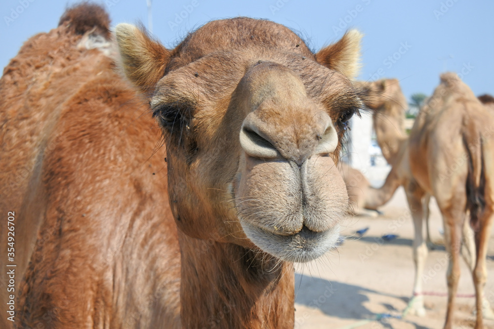 camel face with flies