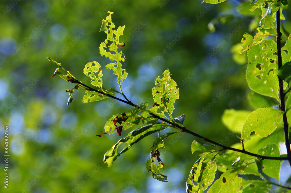 Tree leaves gnawed by pests in forest Tree leaves gnawed by pests in forest