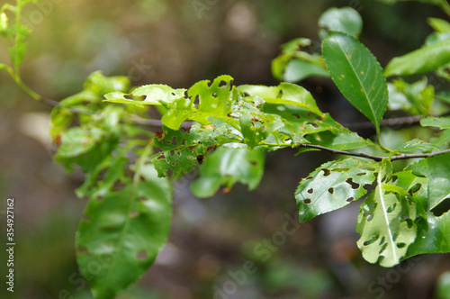 Tree leaves gnawed by pests in forest