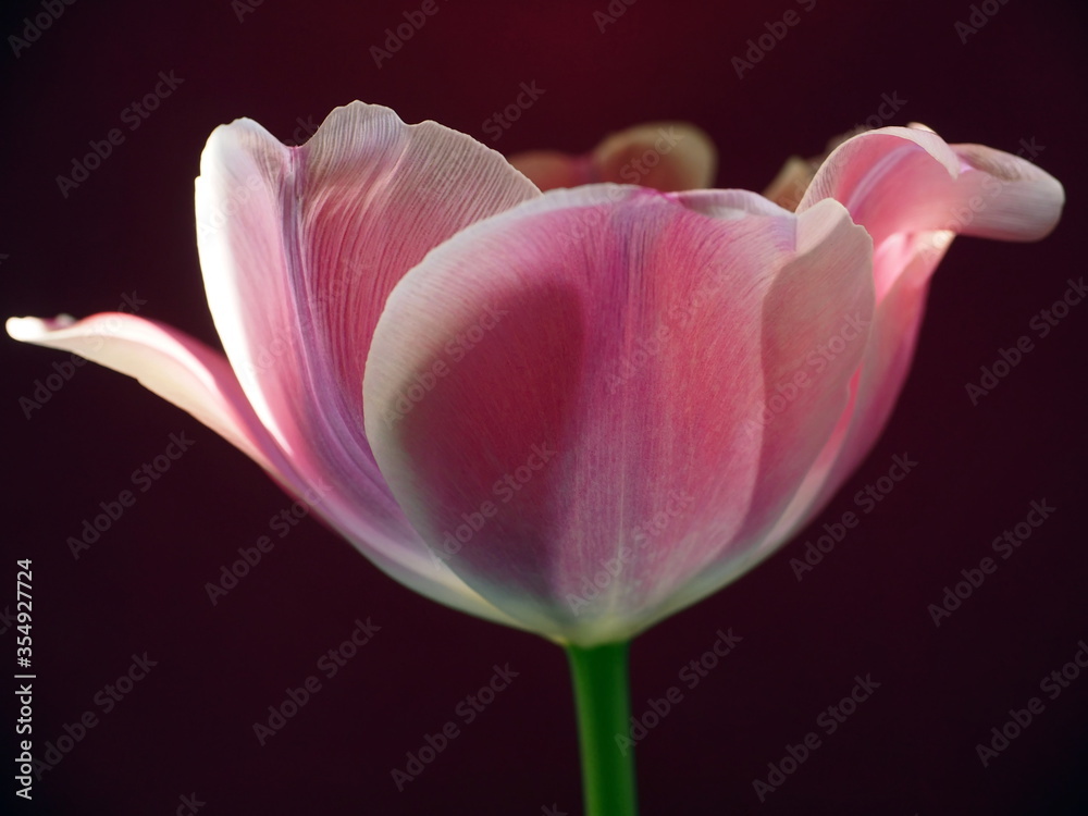 Pink tulip closeup