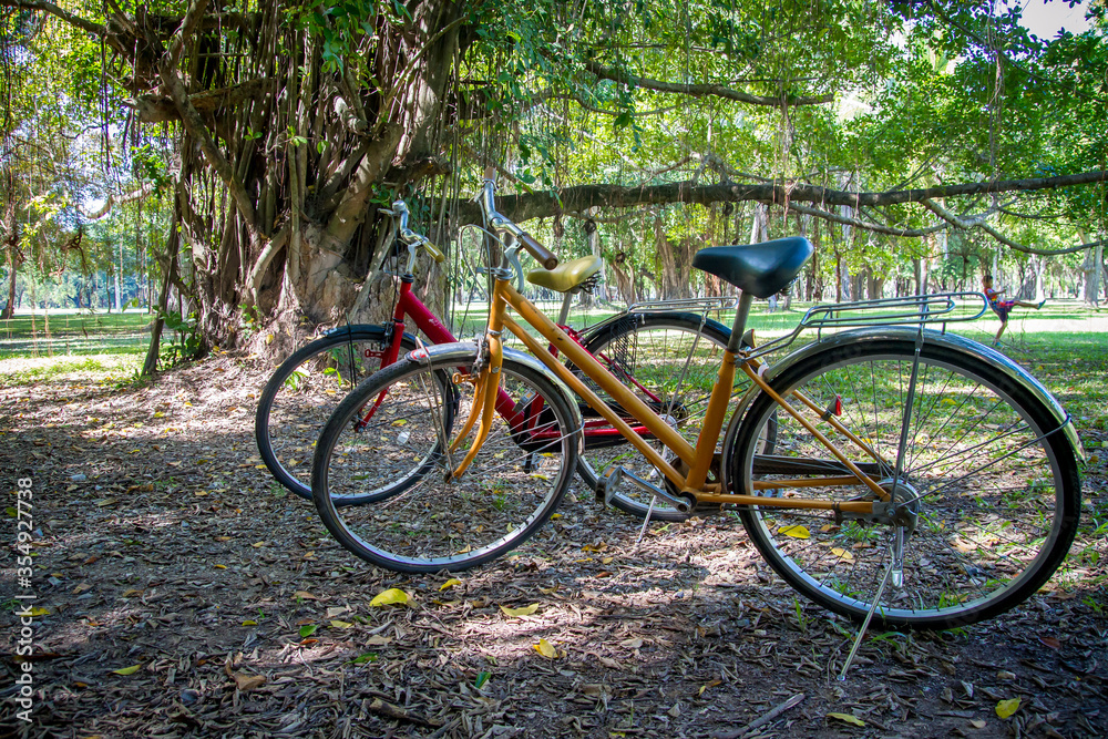 bicycles in the park