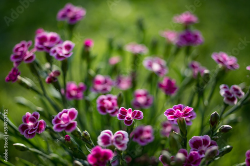 Selective focus on pink kisses(dianthus) flowers blooming in the sunlight
