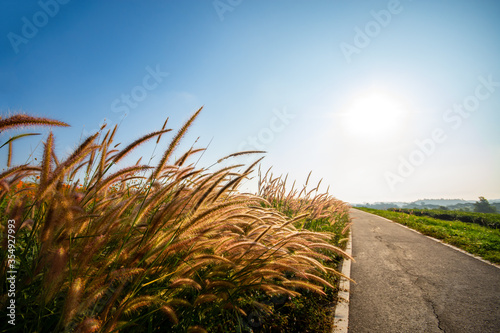 The golden grass beside the road under the white clouds and the blue sky