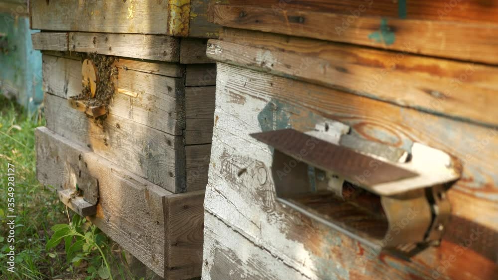 Honey Bees on Hive Entrance Hole. Flying Away and Returning. Slow motion - 1/2 speed of 60 fps Honey Bees on Hive Entrance Hole. Flying Away and Returning. Slow motion - 1/2 speed of 60 fps