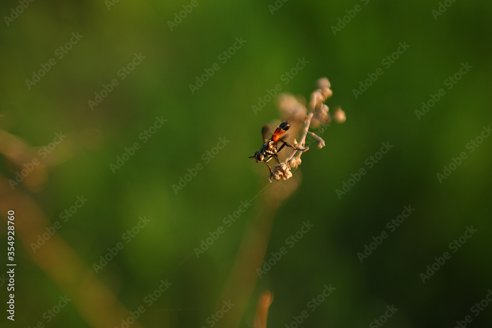 Photo of a flying insect in black and red on a dry branch against a background of green grass in the evening in the rays of the setting sun. Photo of a flying insect in black and red on a dry branch against a background of green grass in the evening in the rays of the setting sun.