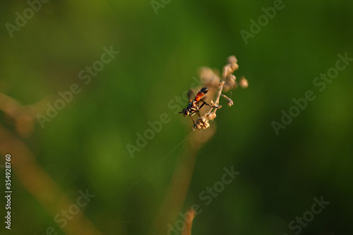Photo of a flying insect in black and red on a dry branch against a background of green grass in the evening in the rays of the setting sun. © IULIIA