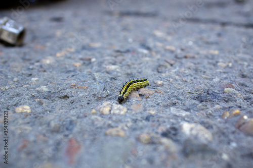 A small striped caterpillar crawls slowly along the road. Close up.