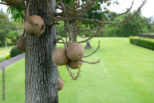 фотографія Couroupita guianensis fruit on sala tree that the Lord Buddha enlightened under
