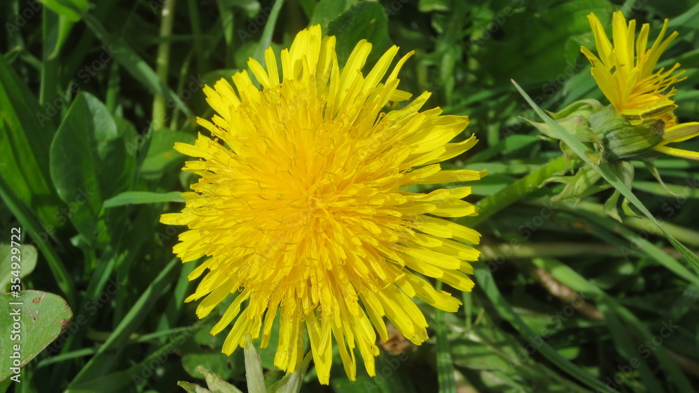 Blume Blume