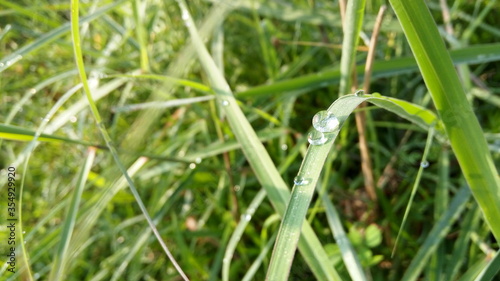 Beautiful green grass with rain drops