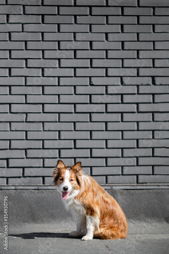 Funny red dog sits on a background of a gray brick wall. She is hot and she smiles.