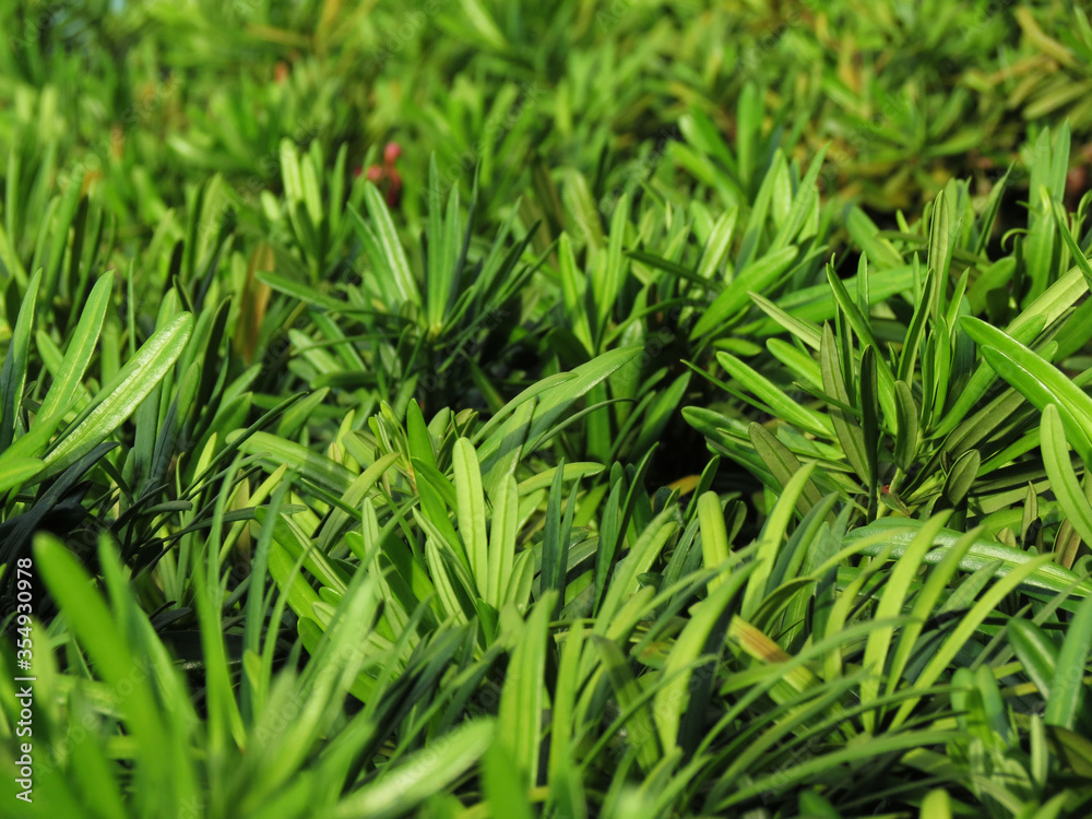 green grass background green grass background