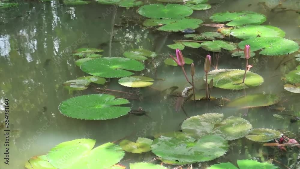 Slow motion of Calm relaxing water ripples with insects flying over exotics lotus pond or waterlily swamp in tropical summer or spring sunlight & sun rays at sunny & sunshine day, rain forest weather Slow motion of Calm relaxing water ripples with insects flying over exotics lotus pond or waterlily swamp in tropical summer or spring sunlight & sun rays at sunny & sunshine day, rain forest weather