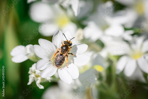 A Wilke's Mining Bee pollinates field chickweed in a backyard garden in Toronto, Ontario.