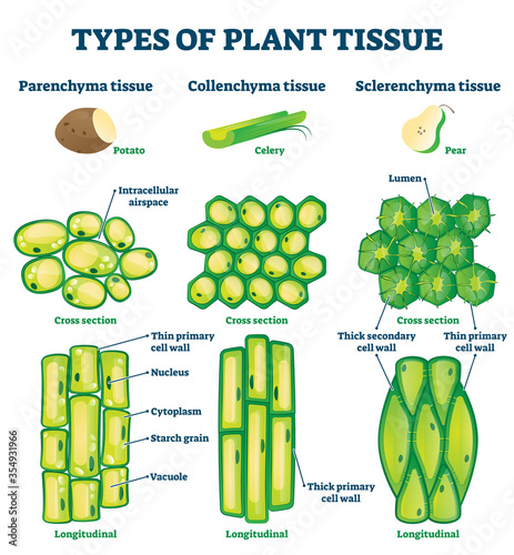 Plant tissue types vector illustration. Labeled educational structure scheme photo