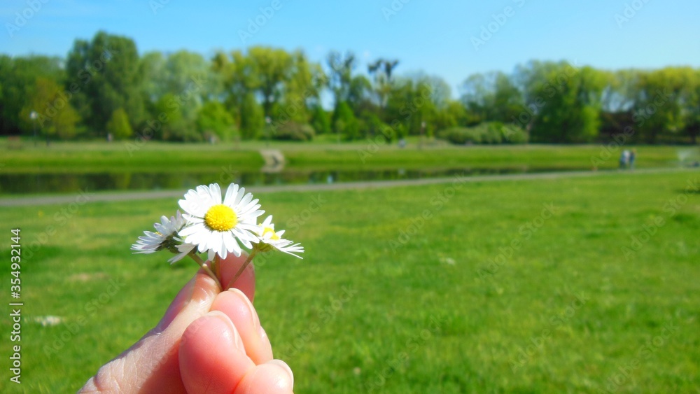 Bellis annua, the annual daisy. Beautiful wild daisy flowers holding in little child hands, closeup. Making a field bouquet of daisies. Child picking daisies. Mother's Day concept. Bellis annua, the annual daisy. Beautiful wild daisy flowers holding in little child hands, closeup. Making a field bouquet of daisies. Child picking daisies. Mother's Day concept.