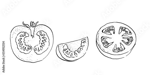 vector ink sketch of cut tomatos doodle style. hand drawn