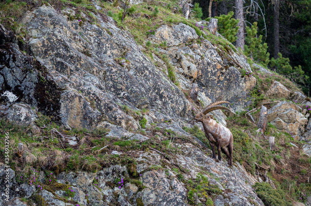 männlicher Steinbock in Felswand bei Pontresina männlicher Steinbock in Felswand bei Pontresina