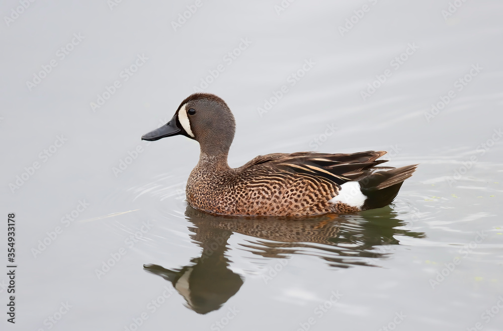Green-winged teal female resting on side of pond in Ottawa, Canada Green-winged teal female resting on side of pond in Ottawa, Canada