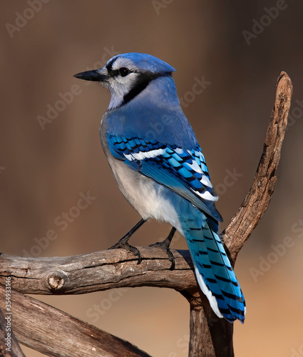 Fotografia Blue Jay Cyanocitta cristata perched on a branch in spring