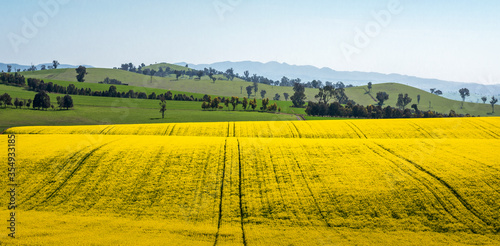 field of rapeseed with beautiful cloud - plant for green energy