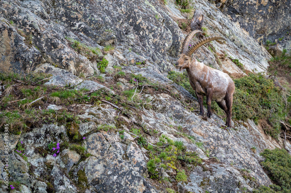 männlicher Steinbock in Felswand bei Pontresina männlicher Steinbock in Felswand bei Pontresina