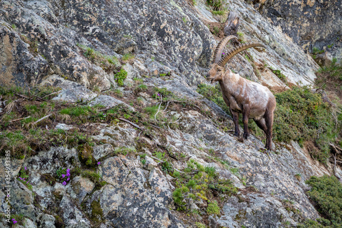 m  nnlicher Steinbock in Felswand bei Pontresina