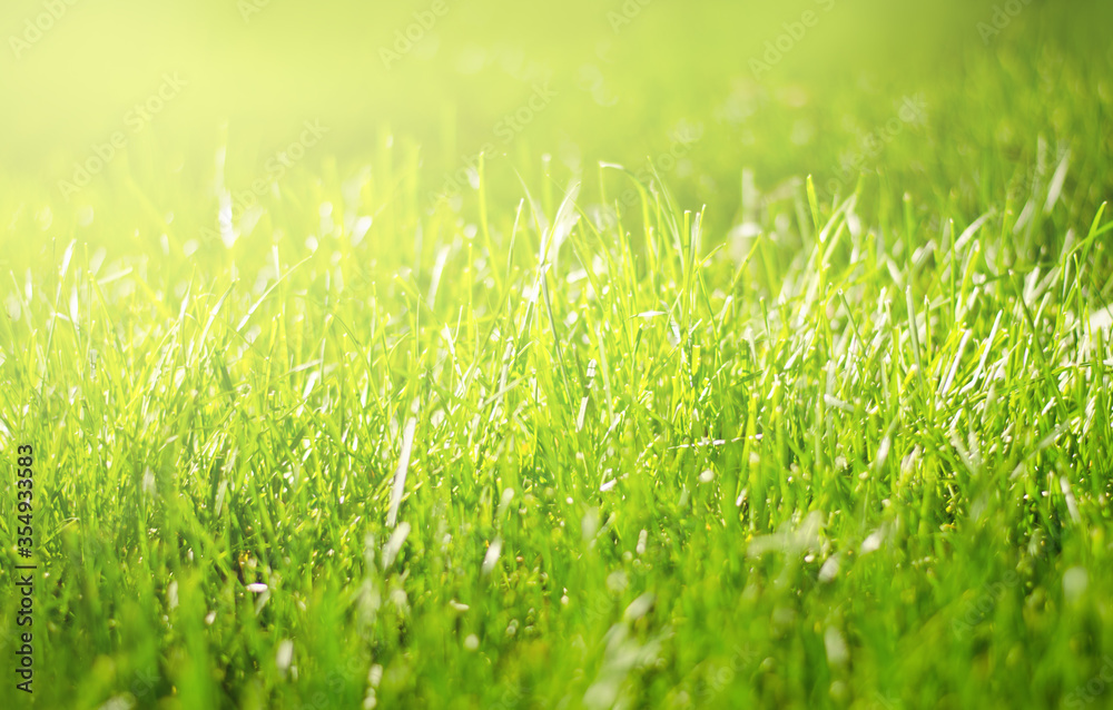 Summer background with green grass Summer background with green grass