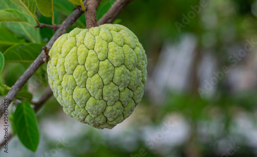 Fresh custard apple on the tree