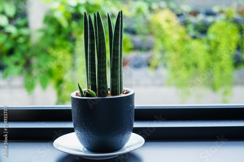 The Sansevieria stuckyi in black pot. Indoor and air purify plant near the window glass in the cafe. Minimalist style decoration in coffee shop.  photo