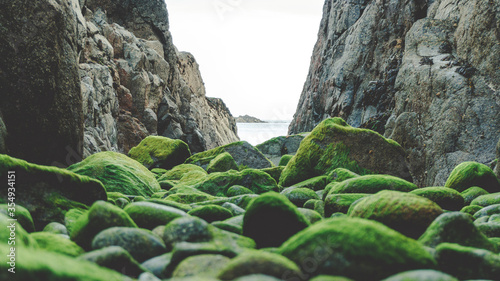 moss on a rock seascape Sark