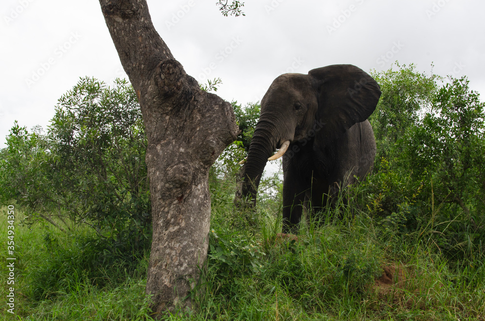 Fototapeta premium Eléphant d'Afrique, Loxodonta africana, Parc national Kruger, Afrique du Sud